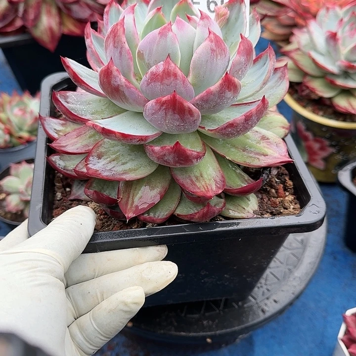 惊鸿惊鸿惊鸿 603...........