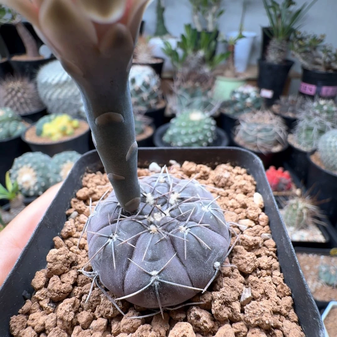 无花朵实生怪龙丸尺寸3.8