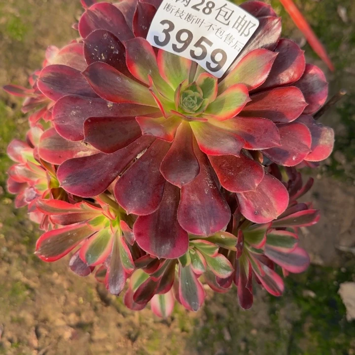 3959美杜莎多肉植物