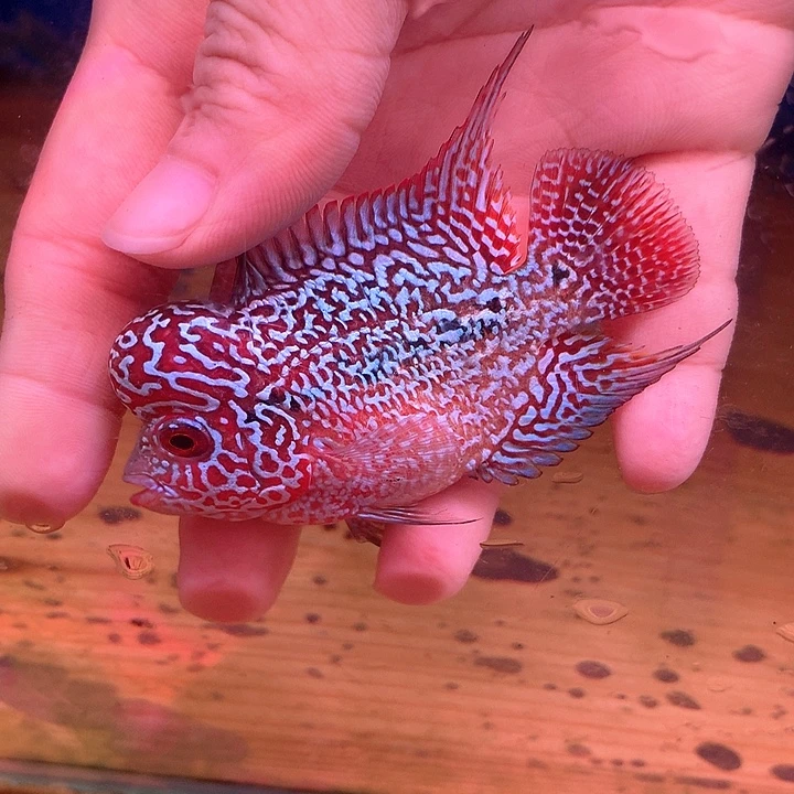 大***兵罗汉鱼珍珠88888888