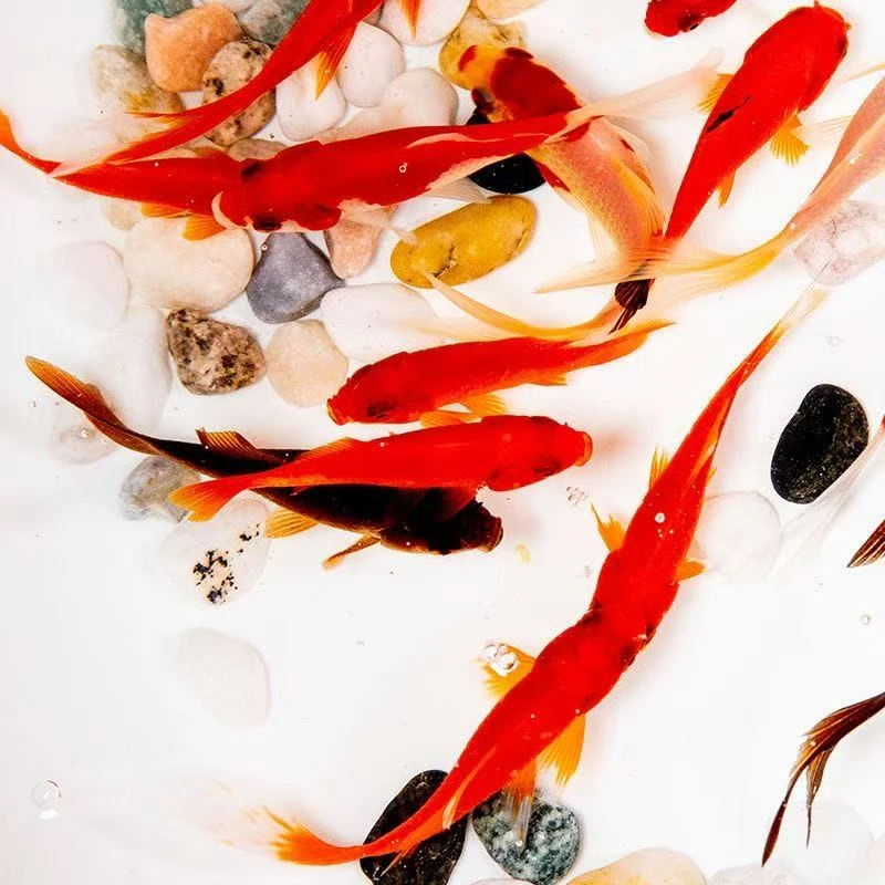 福利【樱花红白金鱼】5-7公分25条冷水观赏鱼精品红白