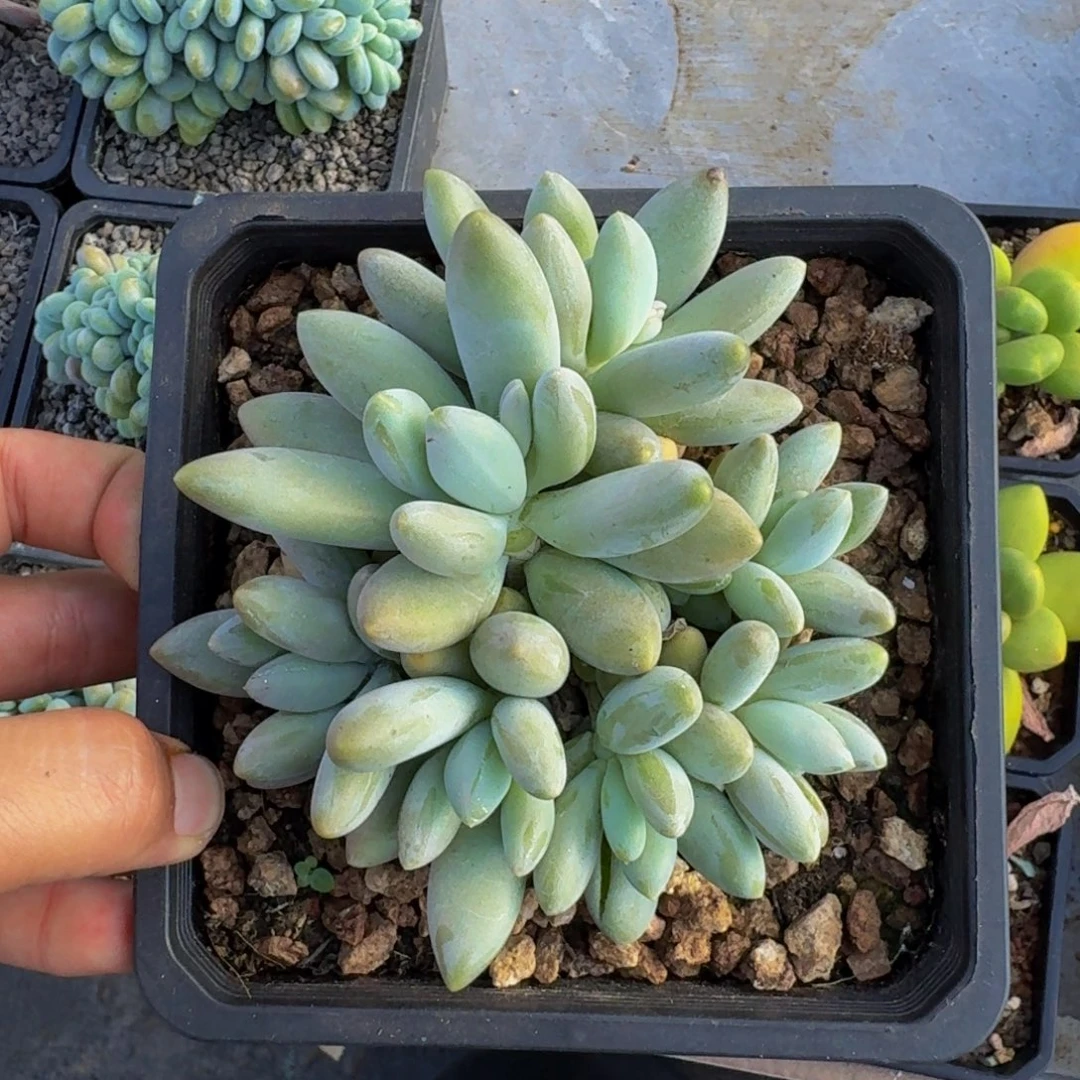 白兰地 群生  一物一拍