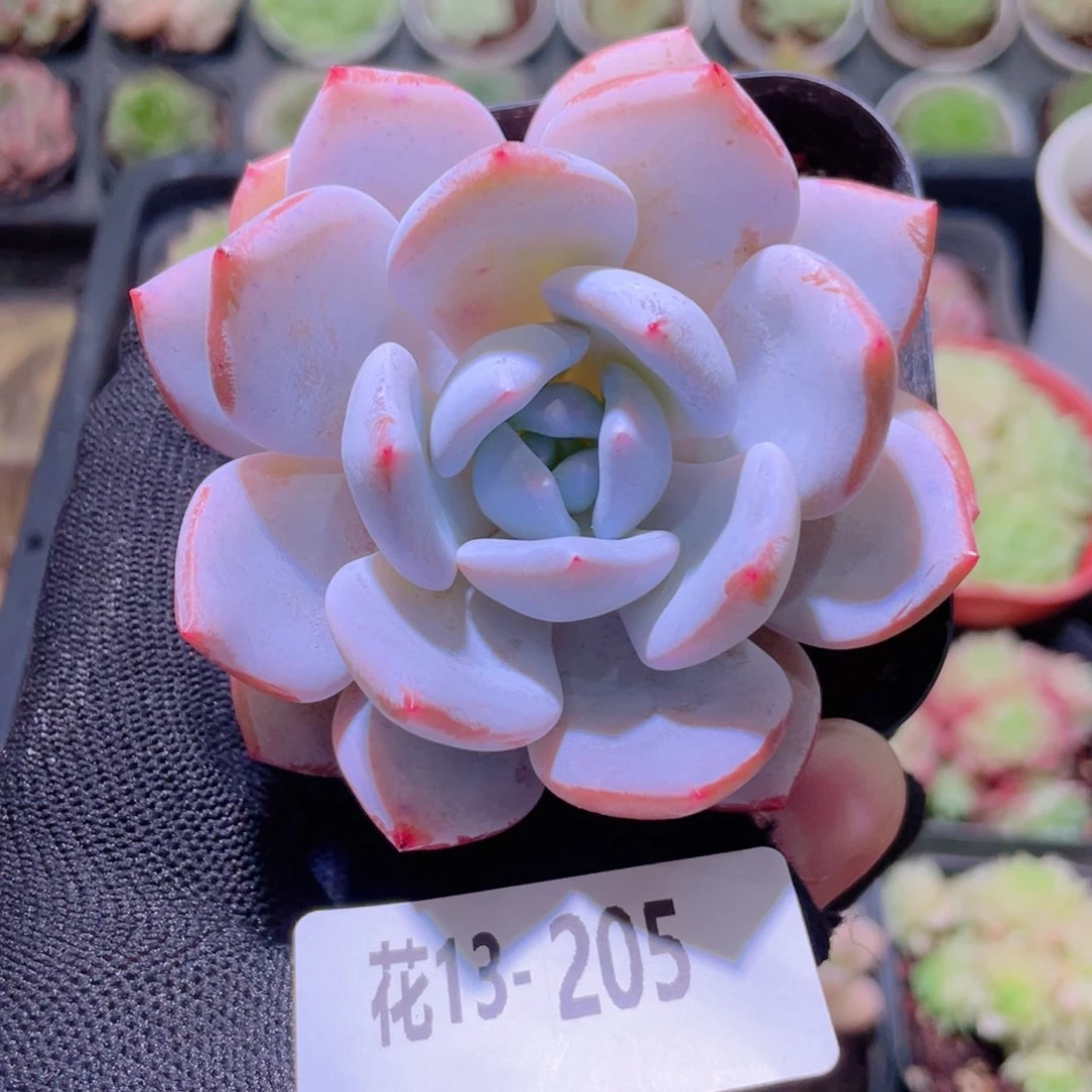 花利美13-205嫦娥