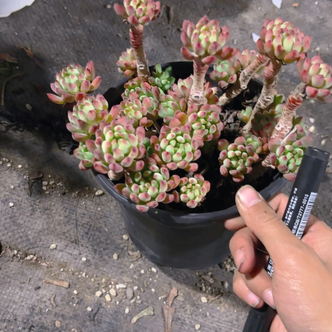 蓝苹果大颗新疆包邮