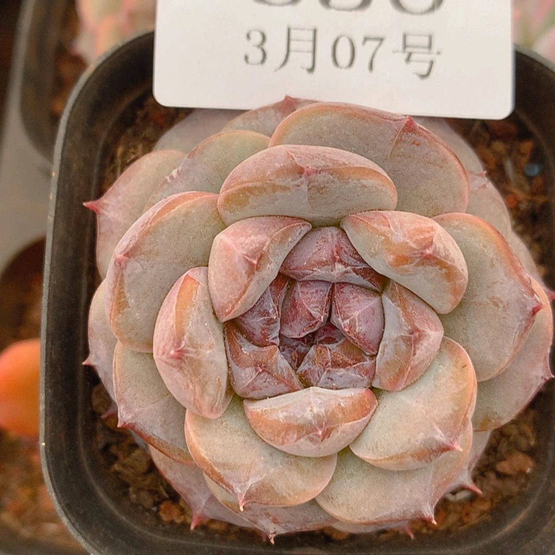 【闪购商品】云630