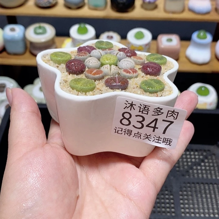 带盆土植物 精美盆栽 8347