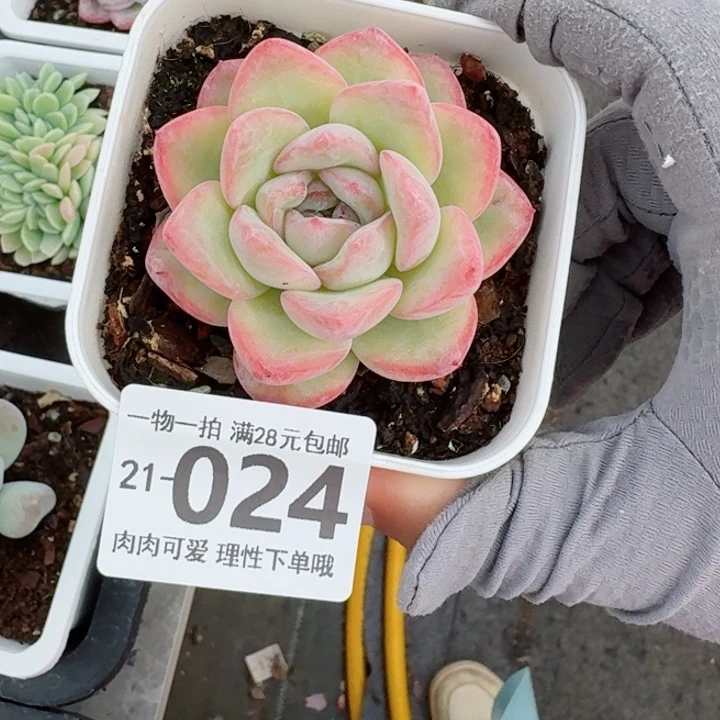 泡芙无盆土发货多肉多肉