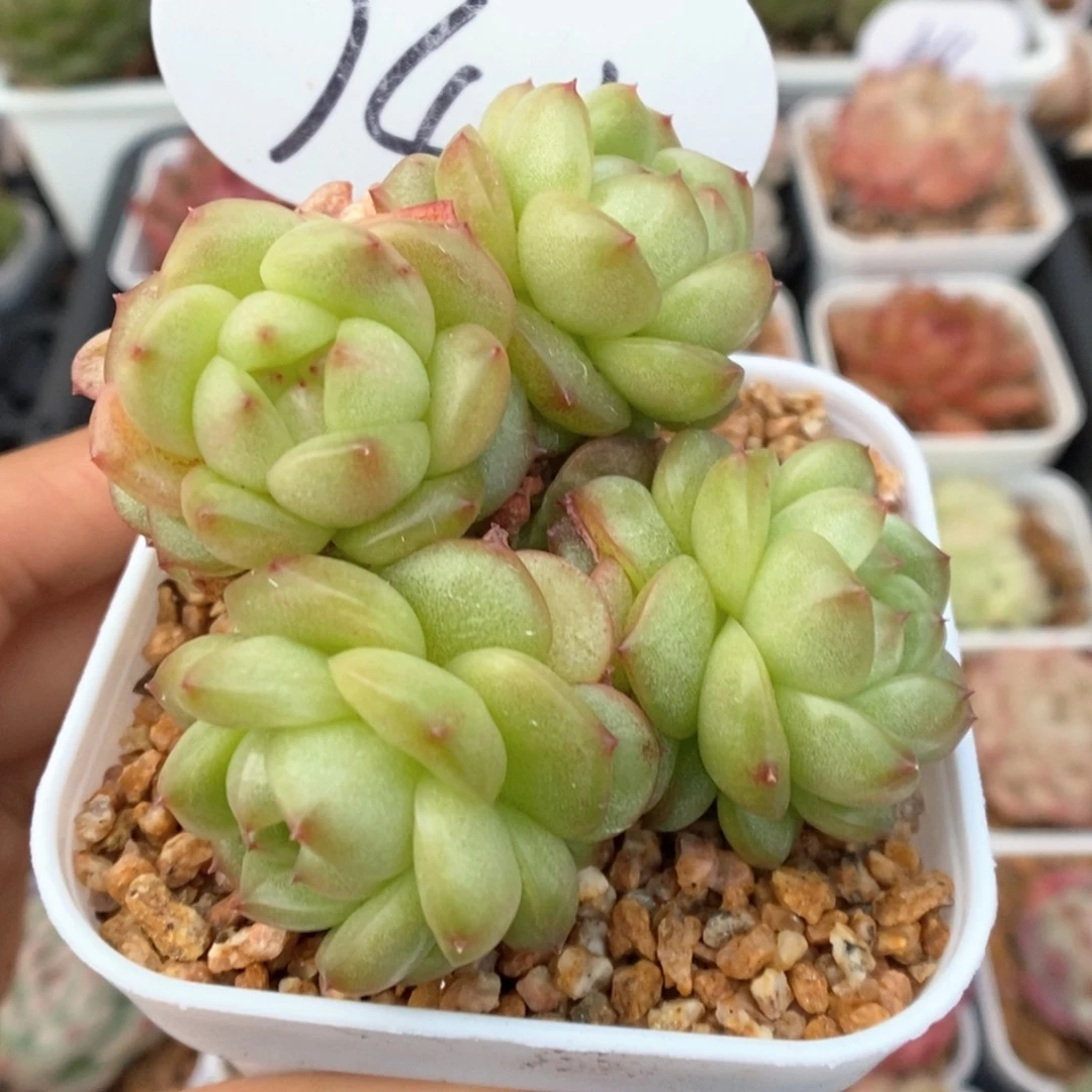 灯泡珍妮群生741号。