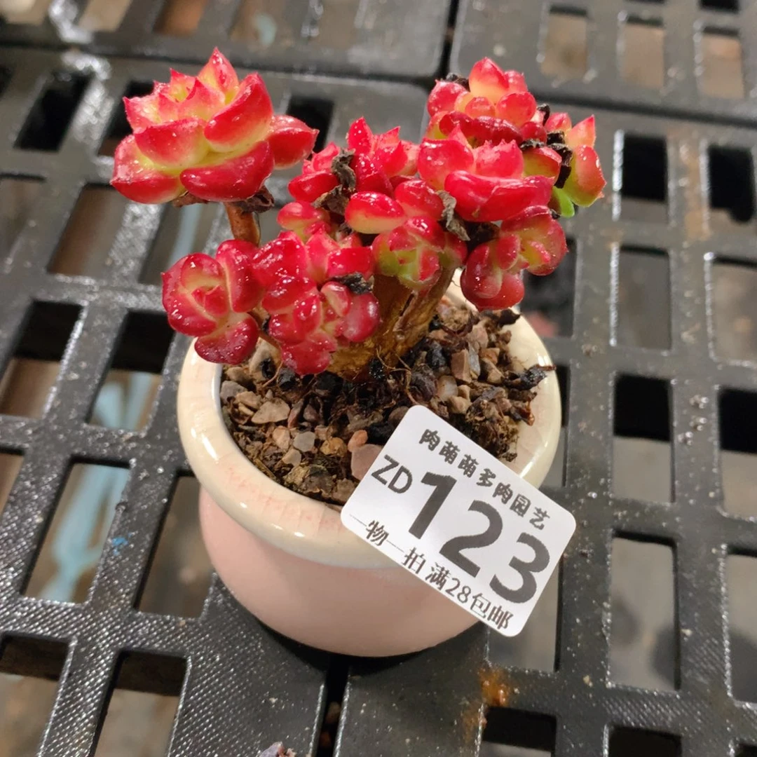 肉萌萌拇指盆精控多肉ZD123