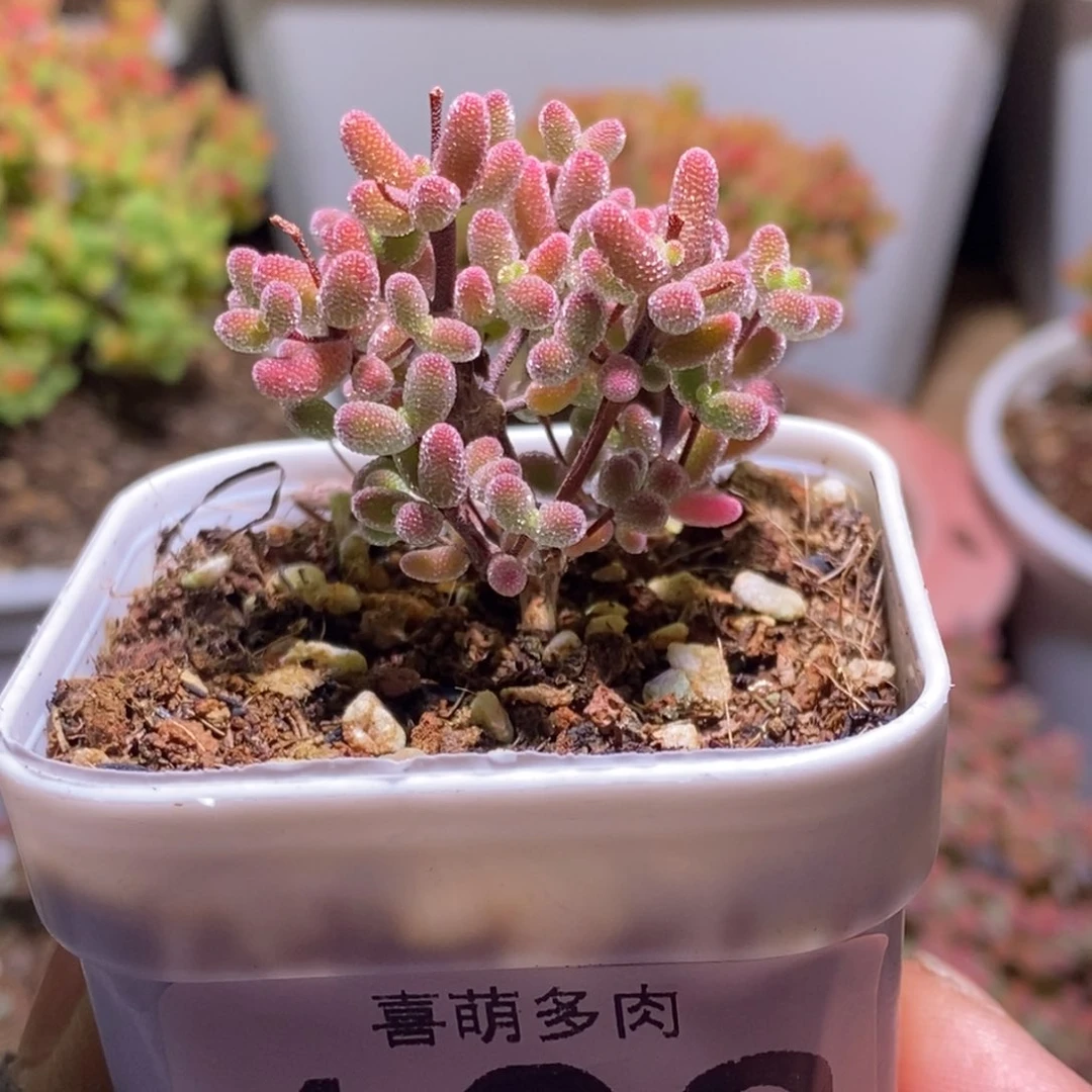 天***呀实生糖球枝干番杏123