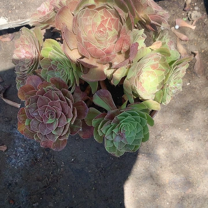 珍**生862花月夜多肉植物