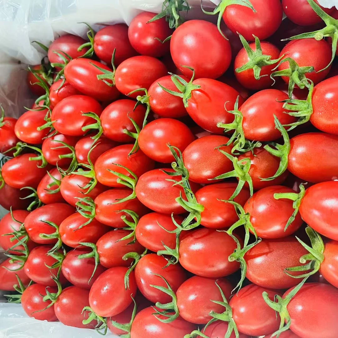 21电白千禧小番茄   净重2.5斤【只发河南省】