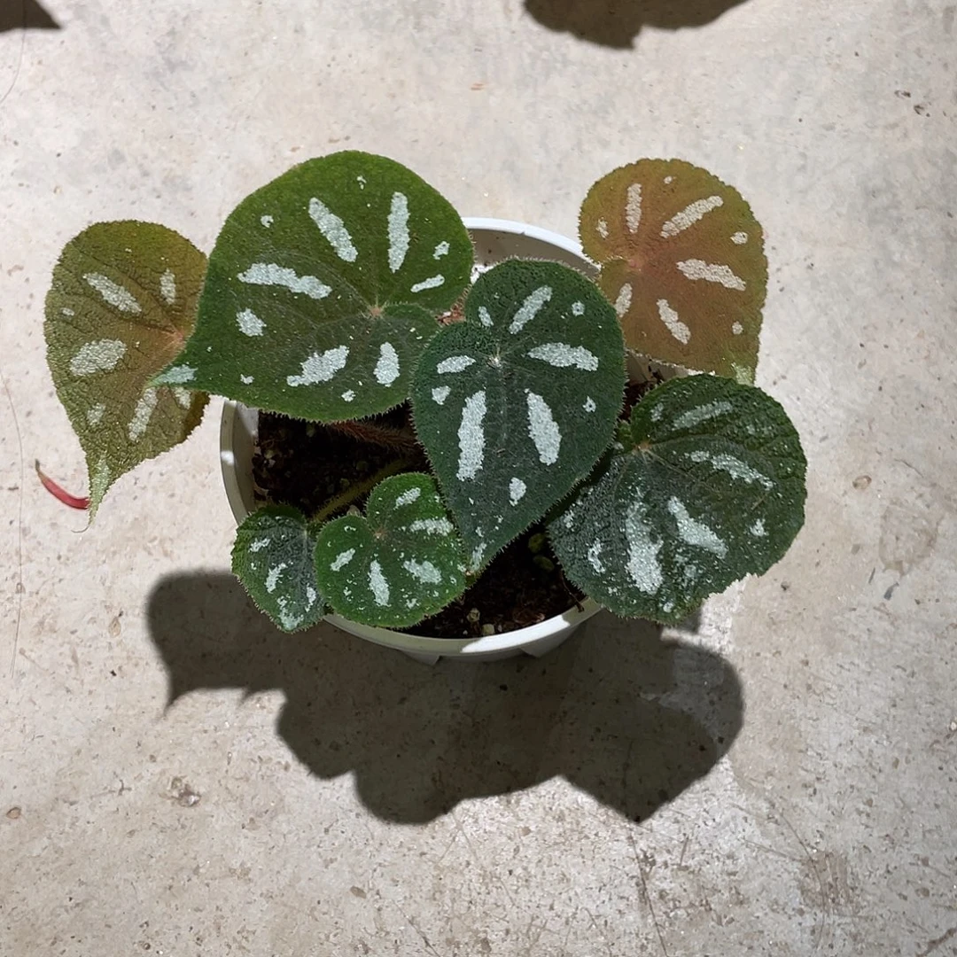 无花朵毛腿丝型秋海棠