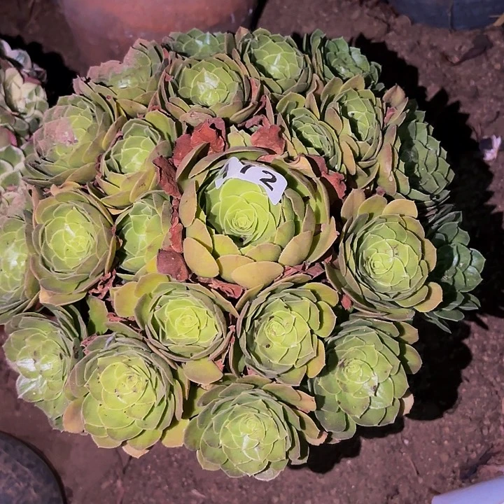 172黄金沙拉碗多肉不售后