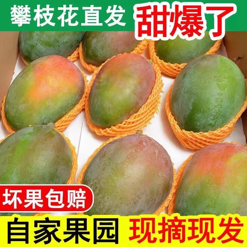 四川攀枝花凯特芒果新鲜9斤整箱斤应季水果特大青皮脸芒果超甜