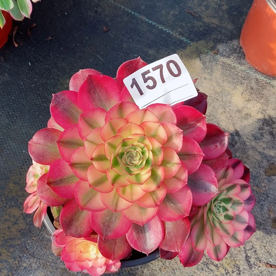 红陶1570荔枝3冠服17