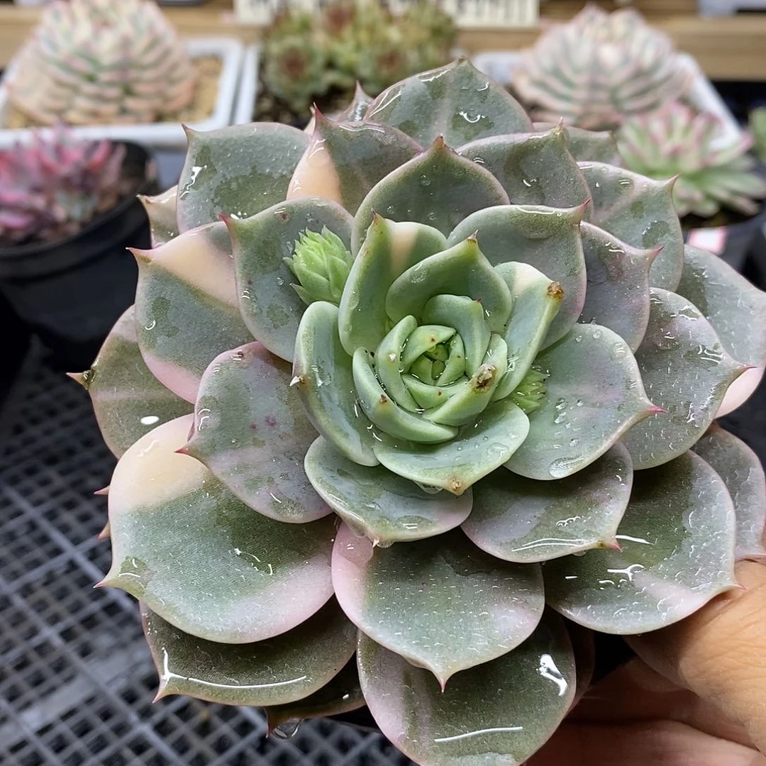 1693 福利贝加尔湖锦 不售后