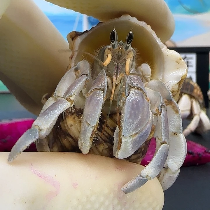 A6紫灰西沙灰白1.9cm口径