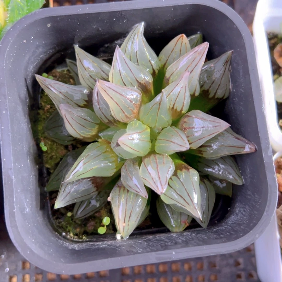 西瓜寿多肉多肉多1