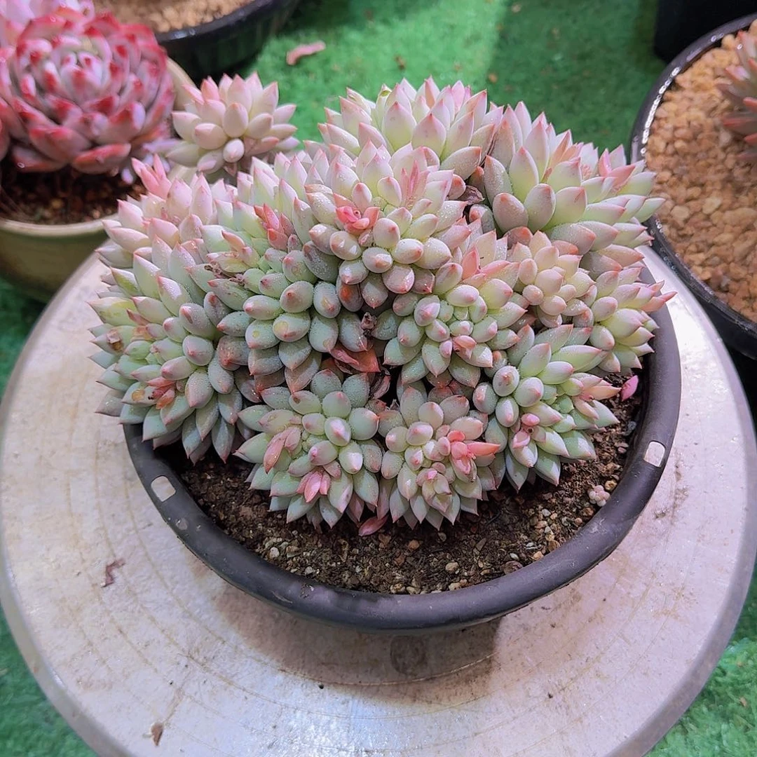 青*2427明珠美人多肉