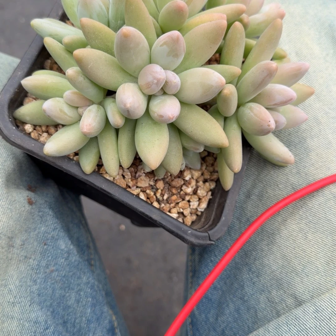 欣***悦一物一拍精控白兰地27