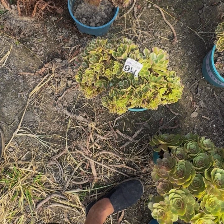 女妖花29-18包邮花花