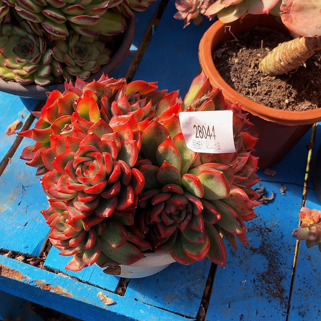 我***。瑞安娜28044多肉多肉