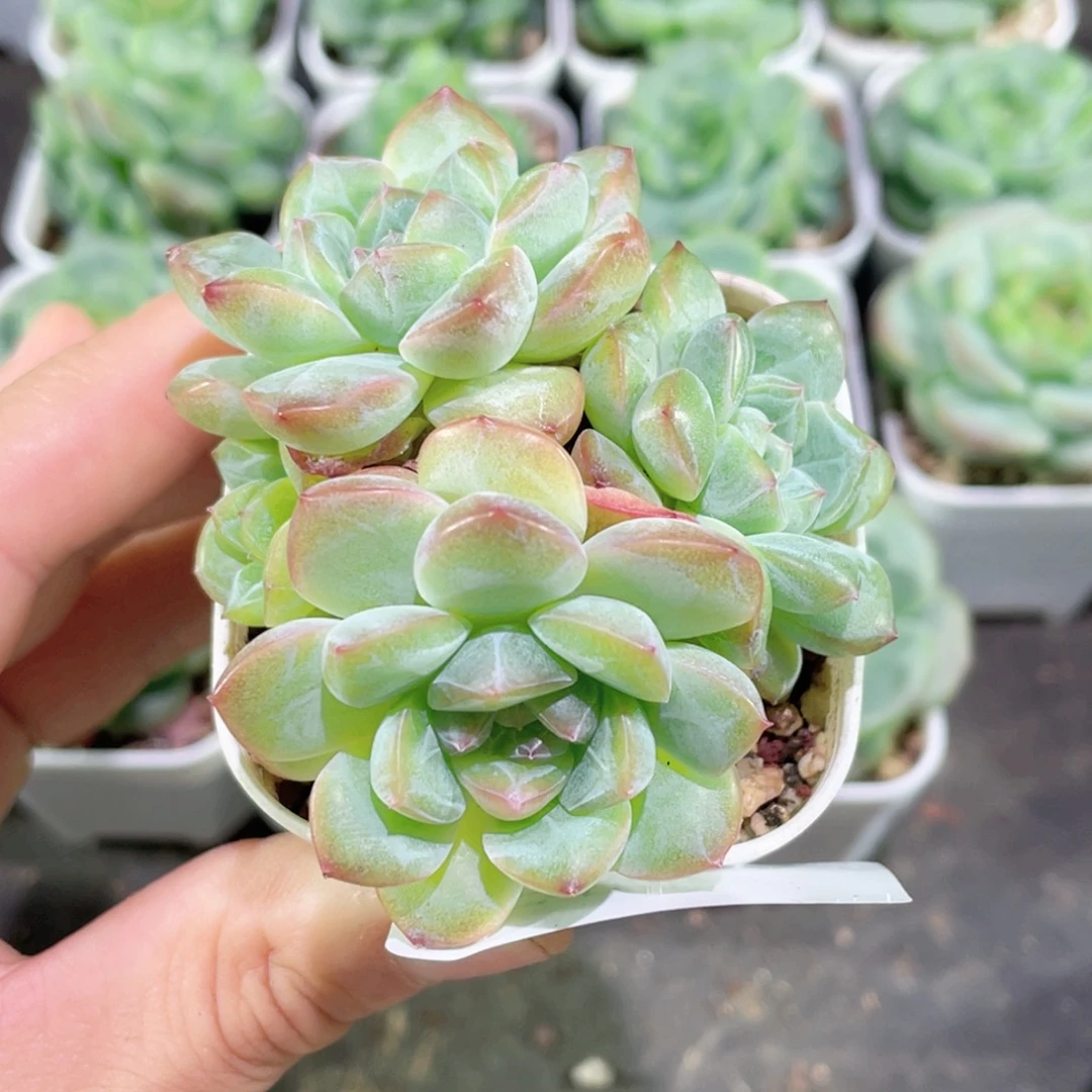 610号糖心冰心珍妮 半夏