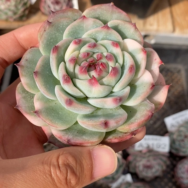 吉娃娃锦多肉植物A3201