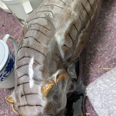 摆件，烧制瑕疵都是正常