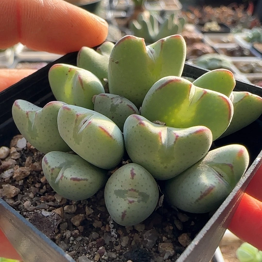 28包邮脱土发货26072