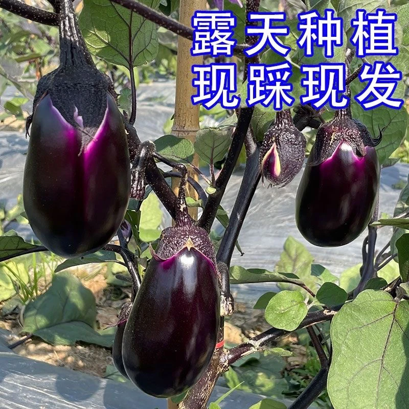 湖北农家自产紫皮圆茄子新鲜的批发5斤现摘现卖直播间产地直销