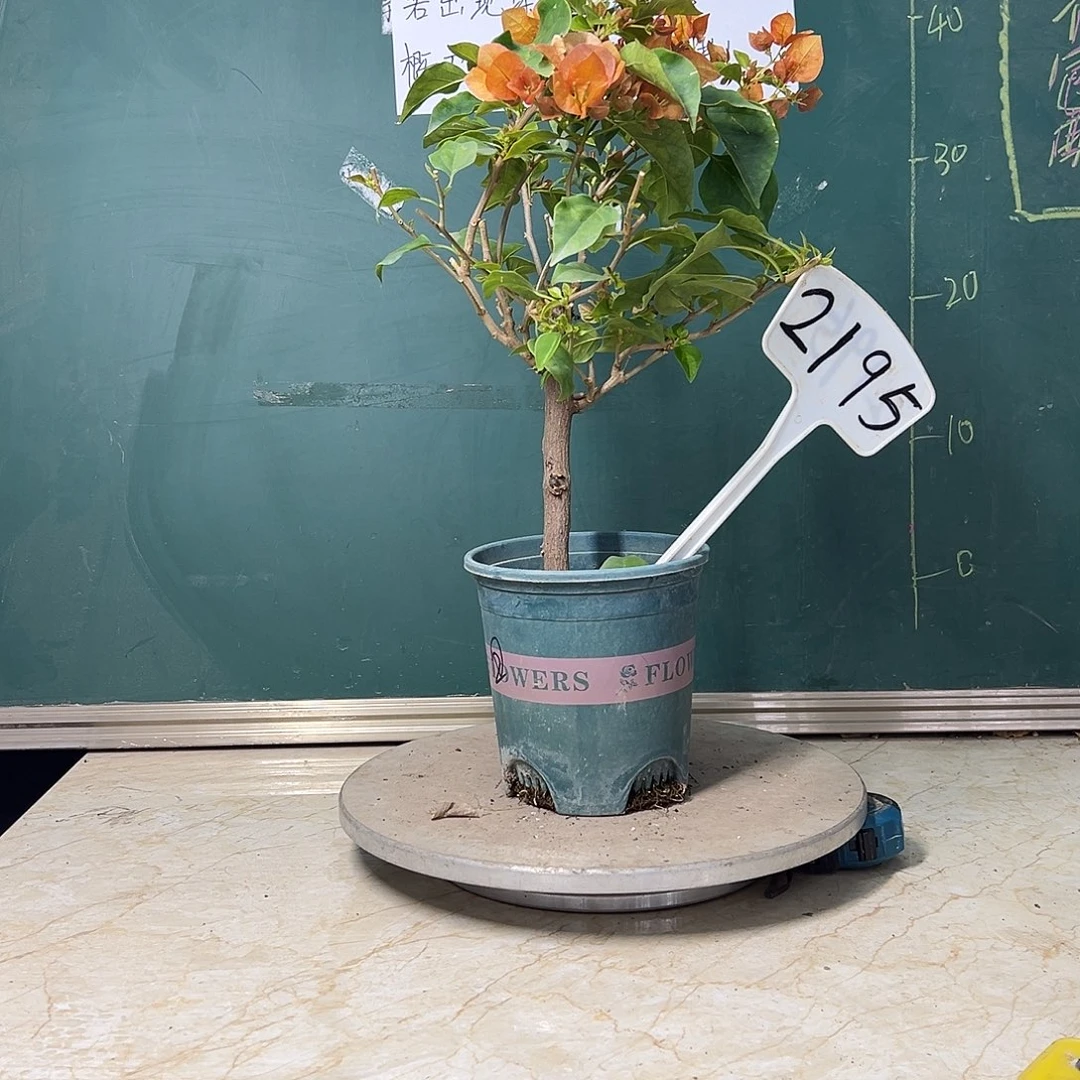 完全开放 粗杆 落日  2195