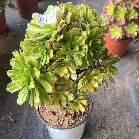 747霓裳多肉法师锦