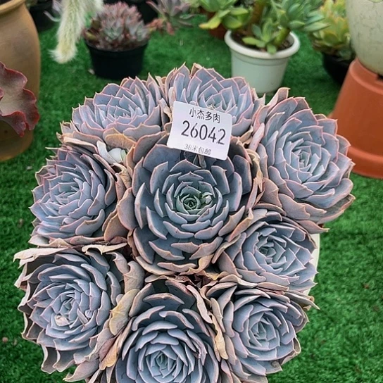 宋*华兰石莲到26042