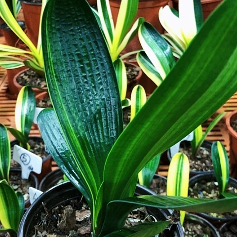 【闪购商品】连*直播间