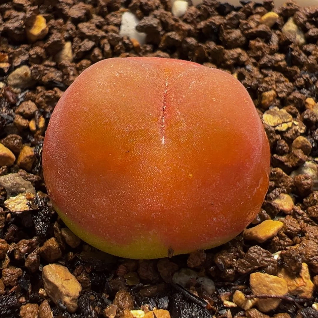 水蜜桃多肉植物盆栽栽培