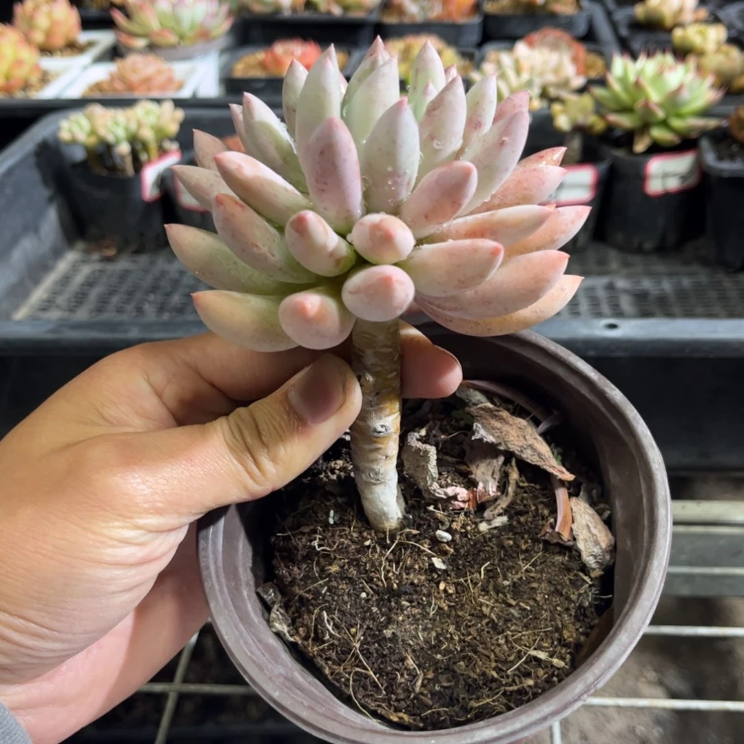 54号所罗门只发新疆