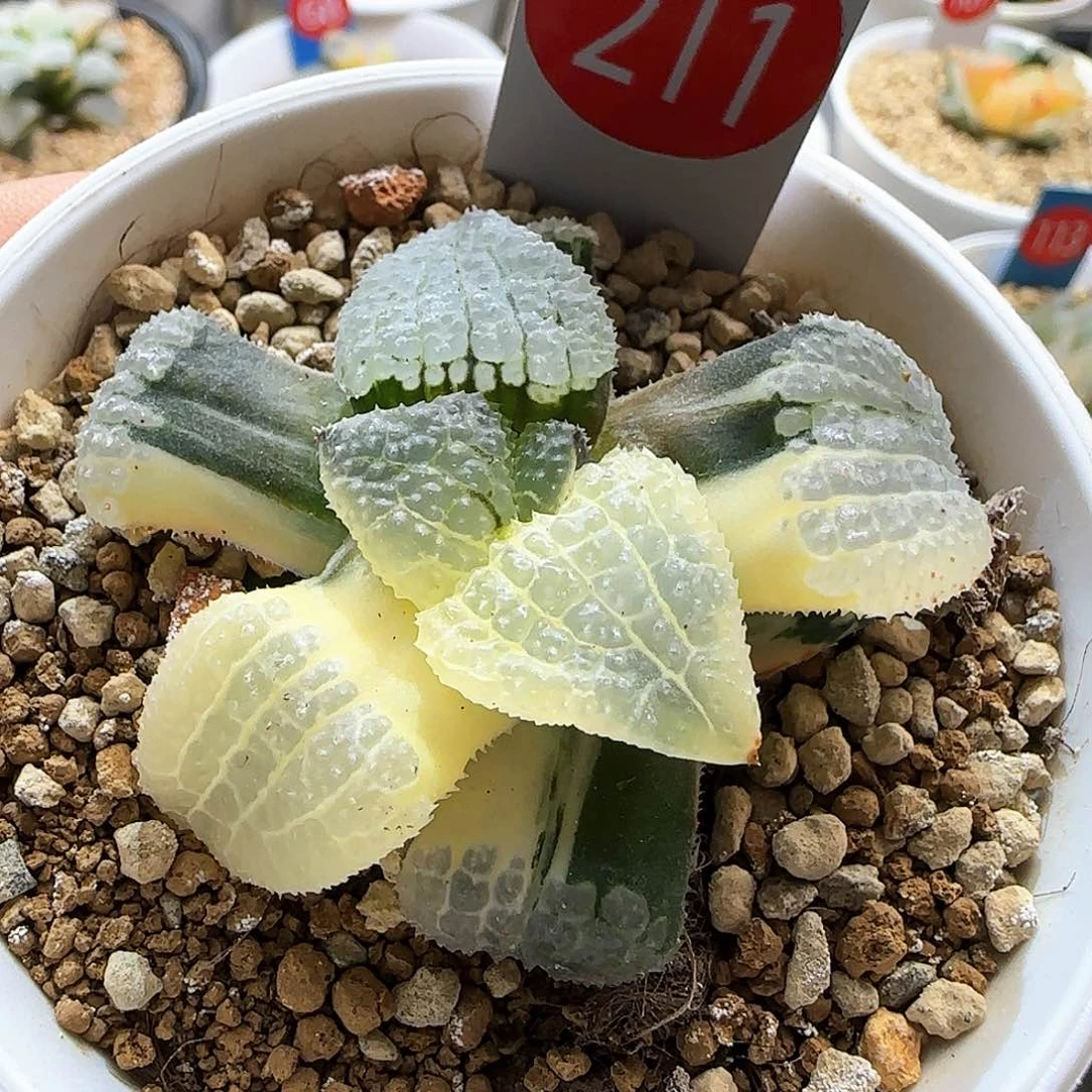 211号天空之境一物一拍带盆土