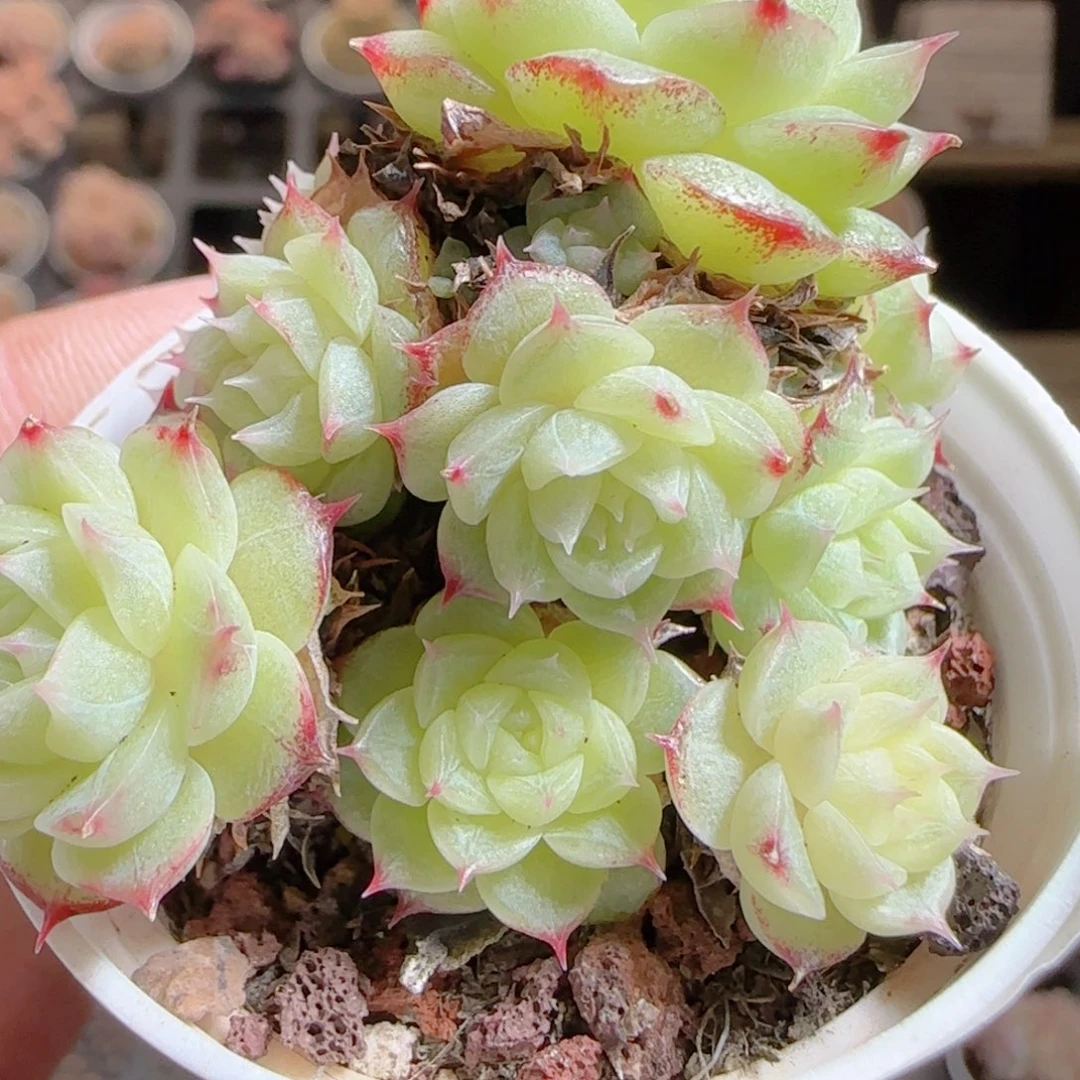 花语多肉0105-107散