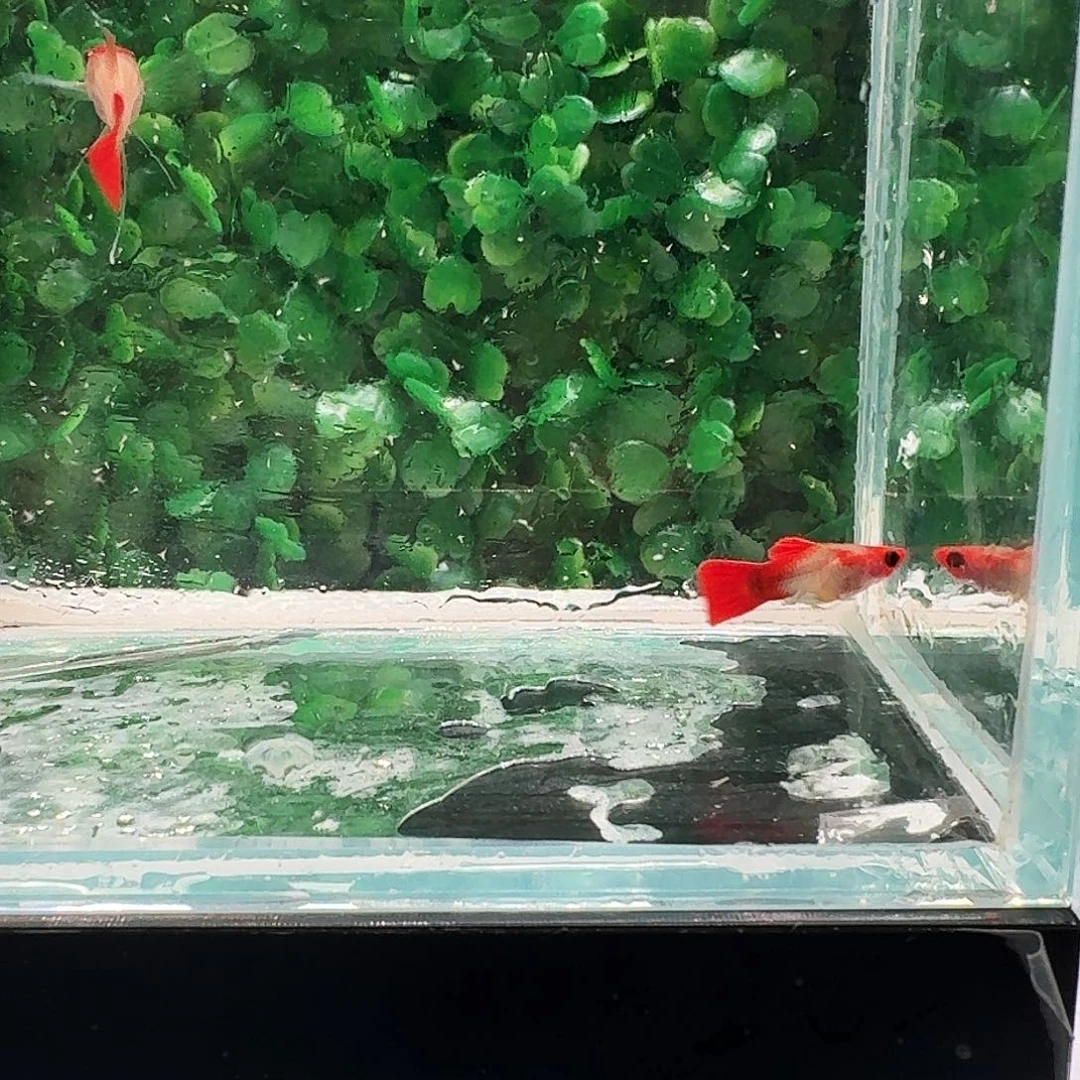 孔雀鱼深海蓝大C1对