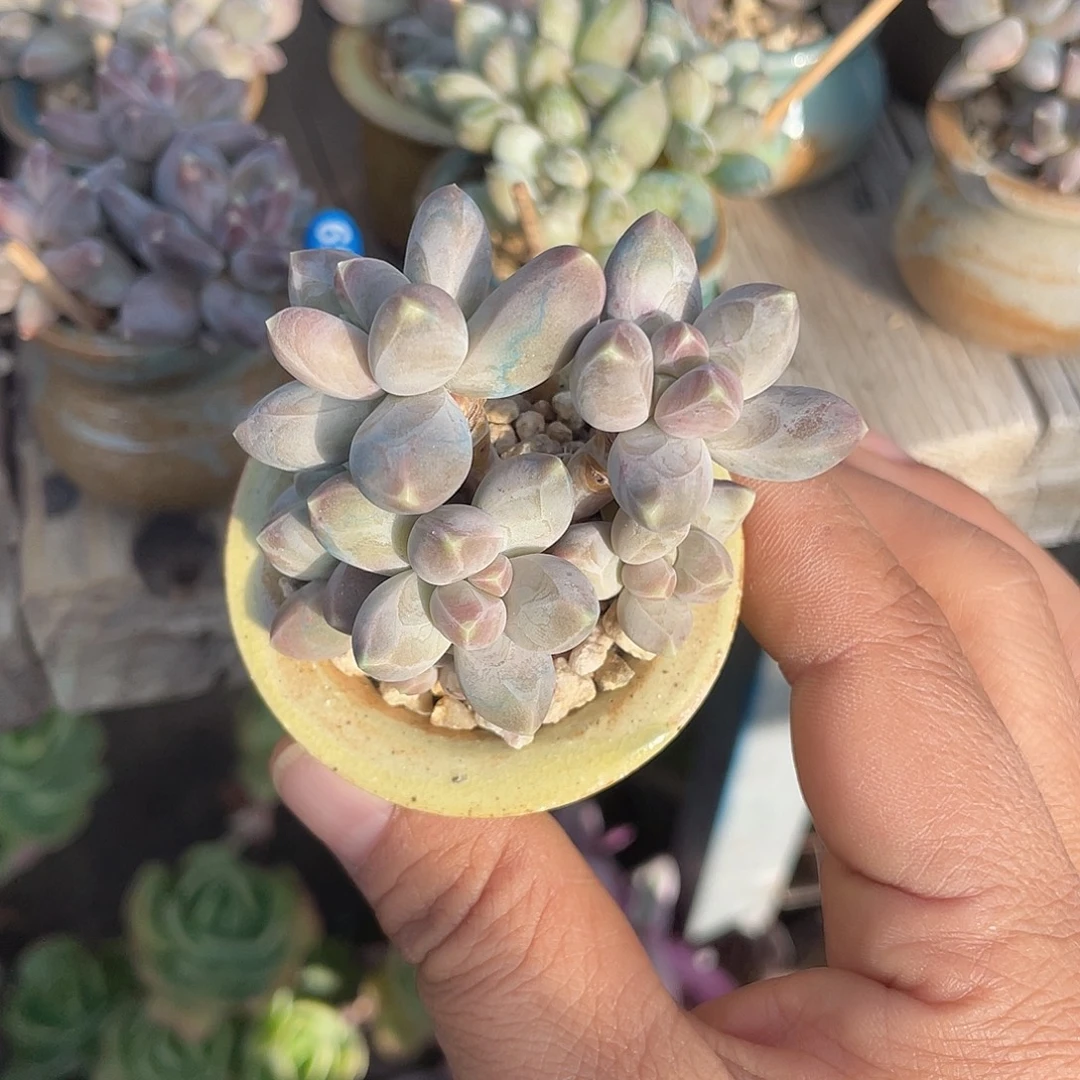 星空美人 脱土发货4