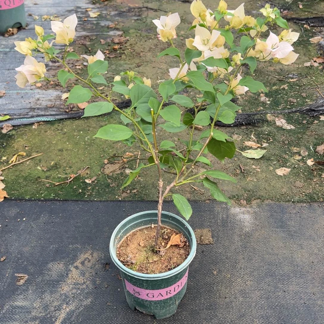 啊达的喜悦直播间专属19.8