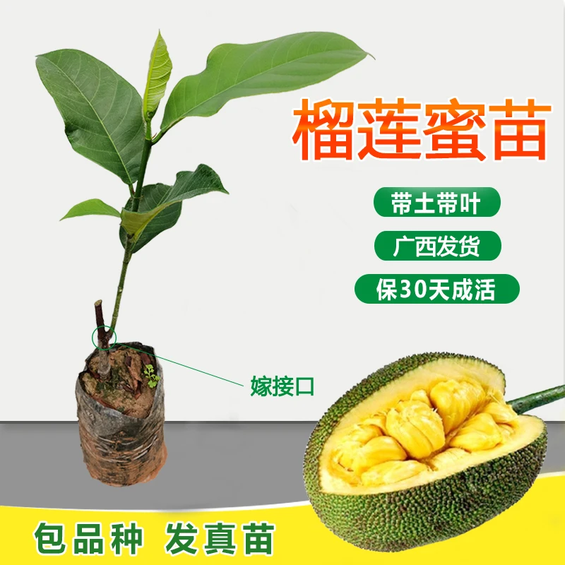 新品种榴莲蜜苗嫁接容器苗带土带叶红肉榴莲蜜树苗南方种植果树苗
