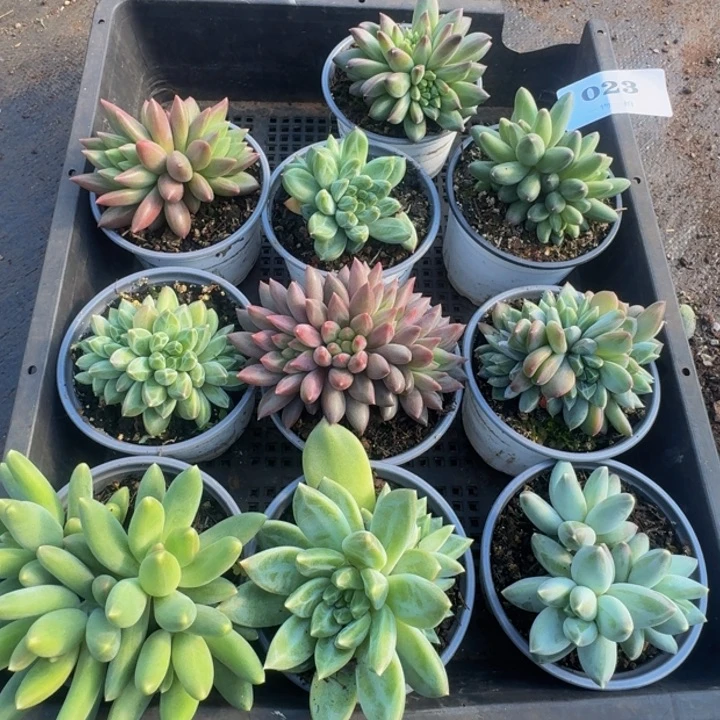 023多肉植物一物一拍