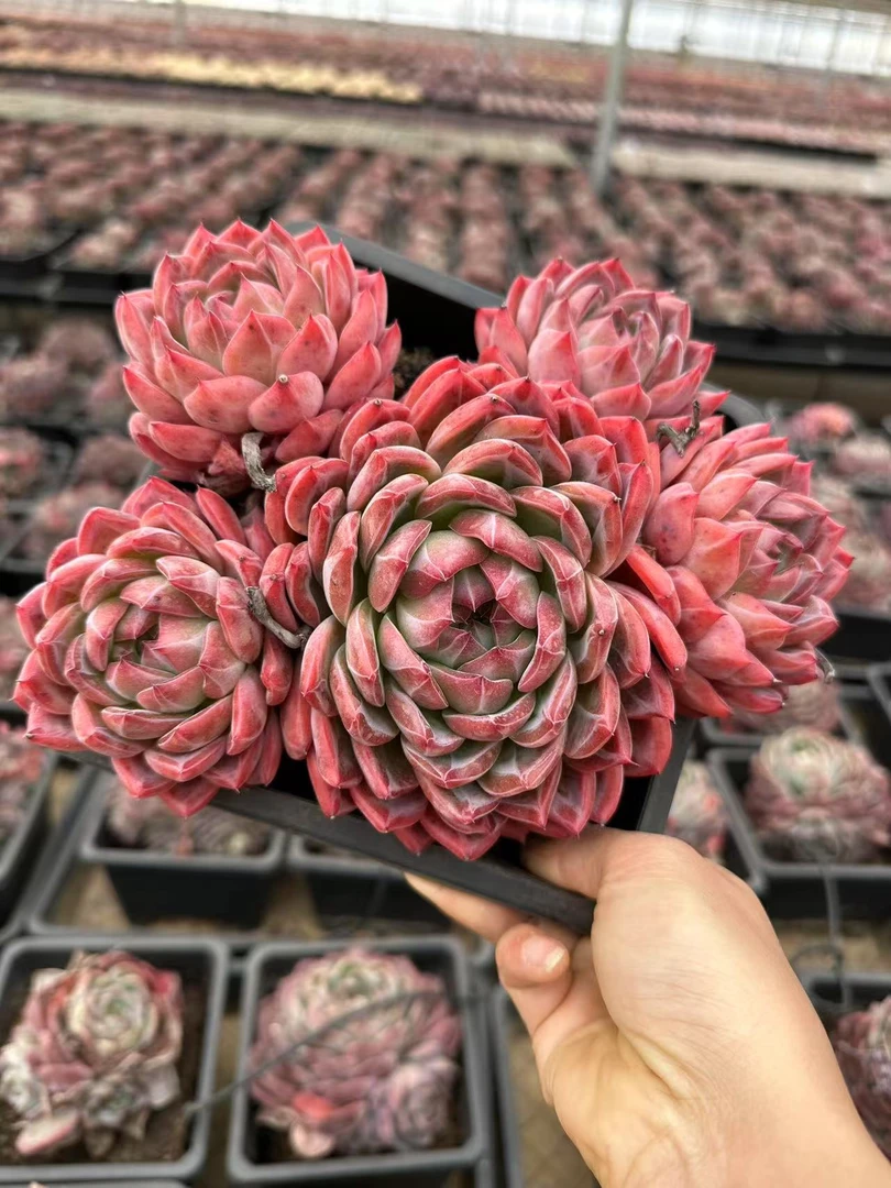 18#红鸾优秀版多肉植物 前男友精品多肉 A491