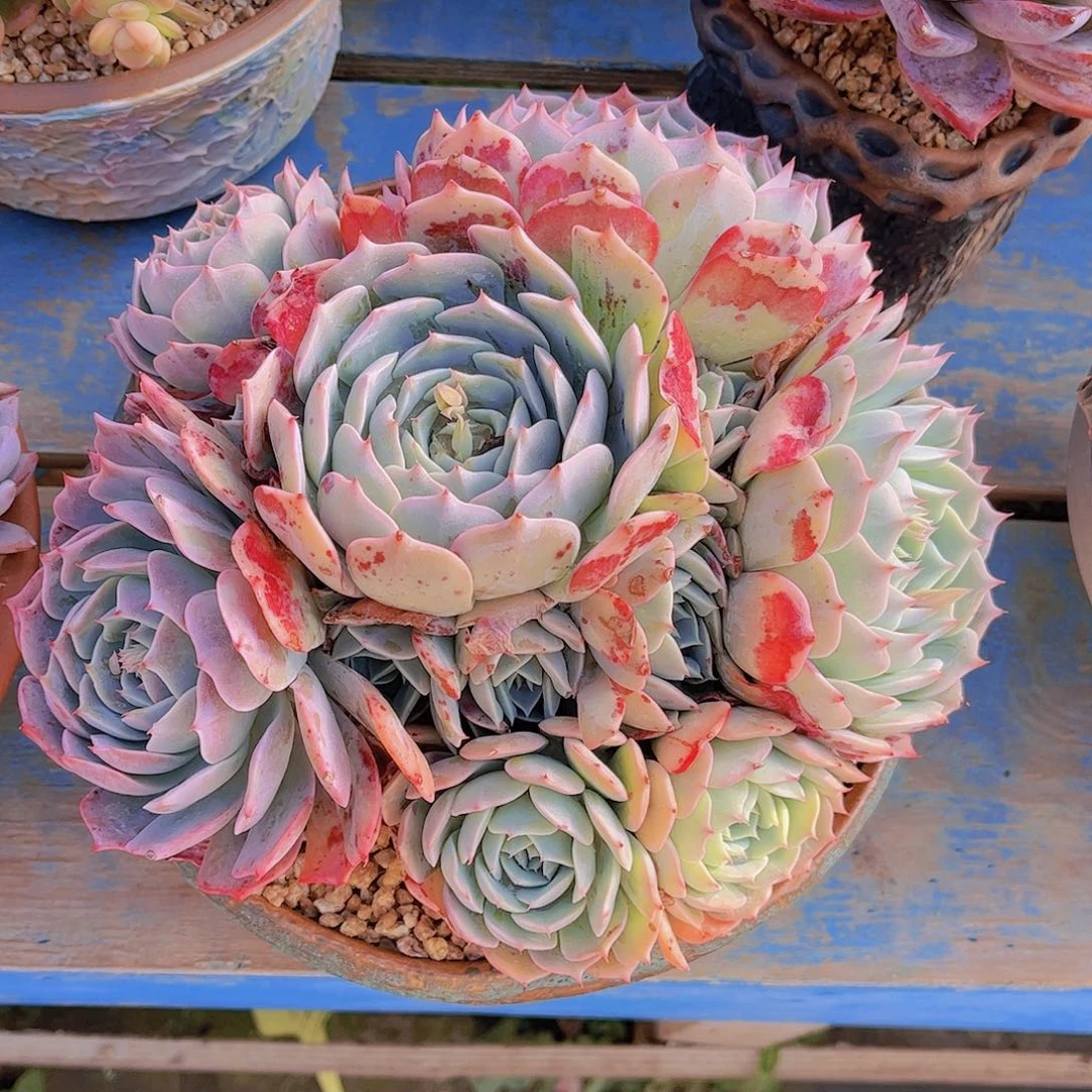 红陶无*多肉植物组合