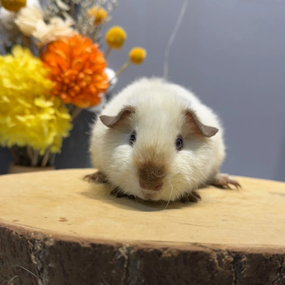 咖重点白泰加弟弟荷兰猪