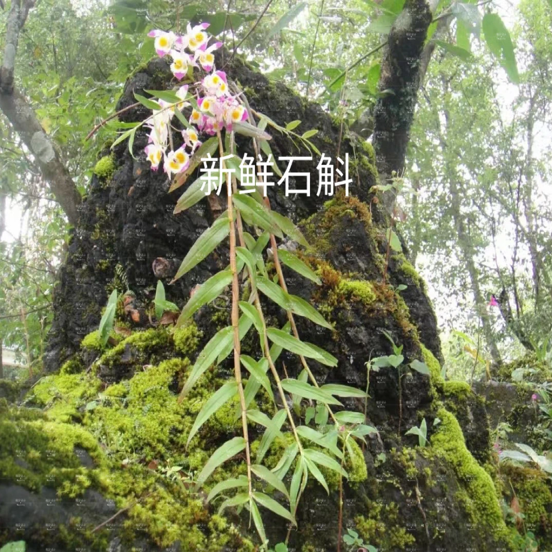 自家种植紫皮石斛鲜条 原生环境种植新鲜石斛