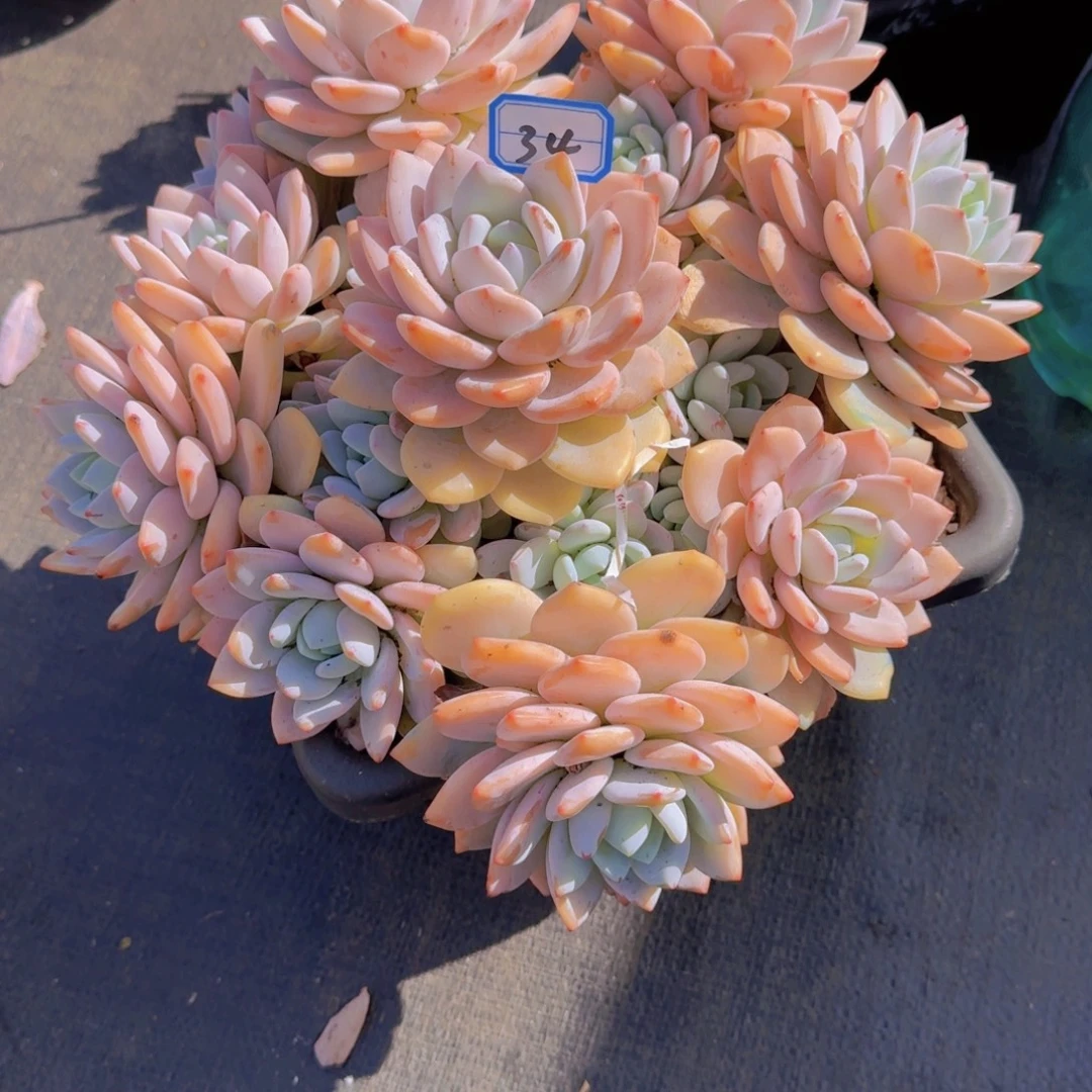 34冷香多肉植物提取精华萃取